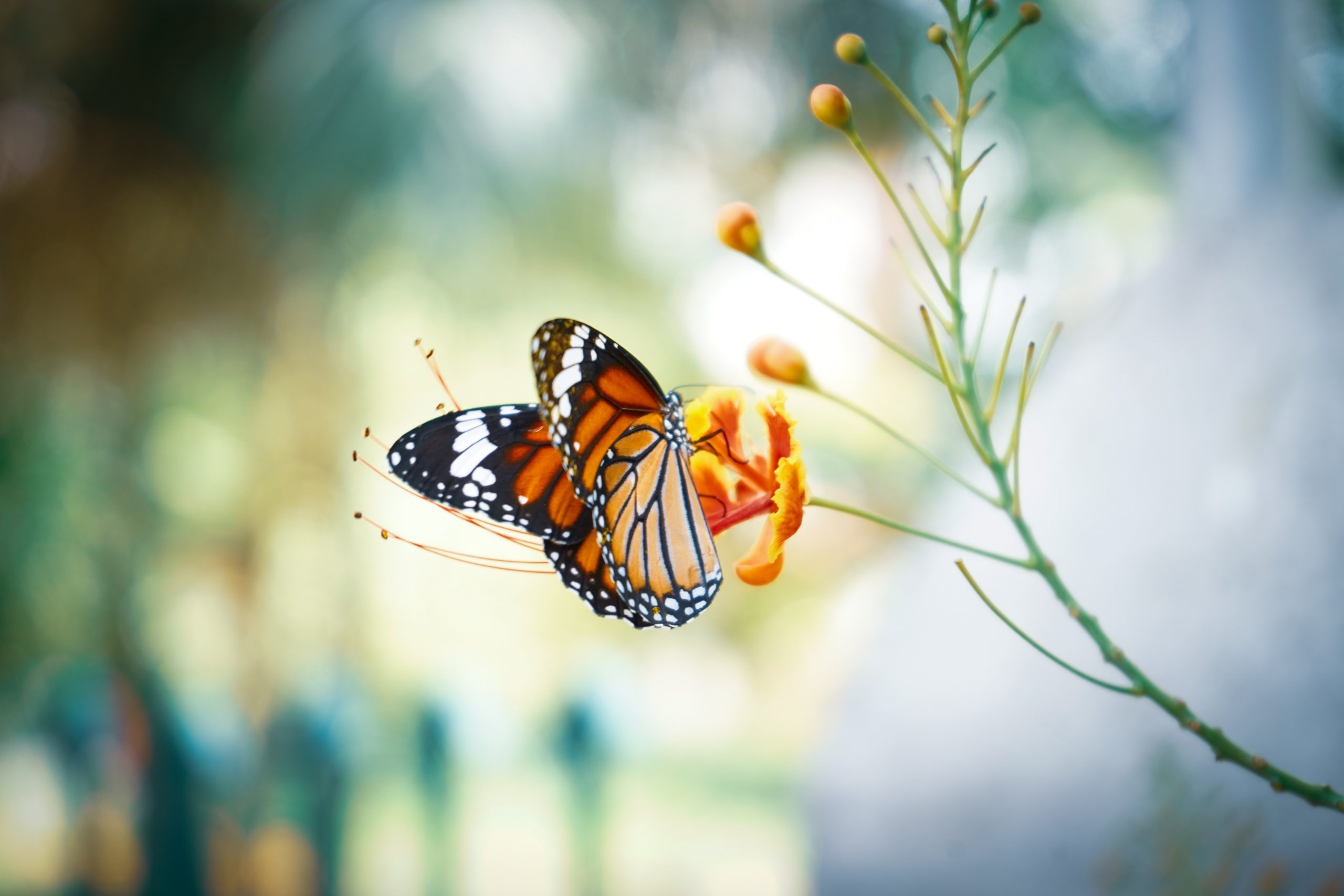 Stephanie-Estrangin-Naturopathe (10)