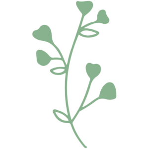 feuille-2